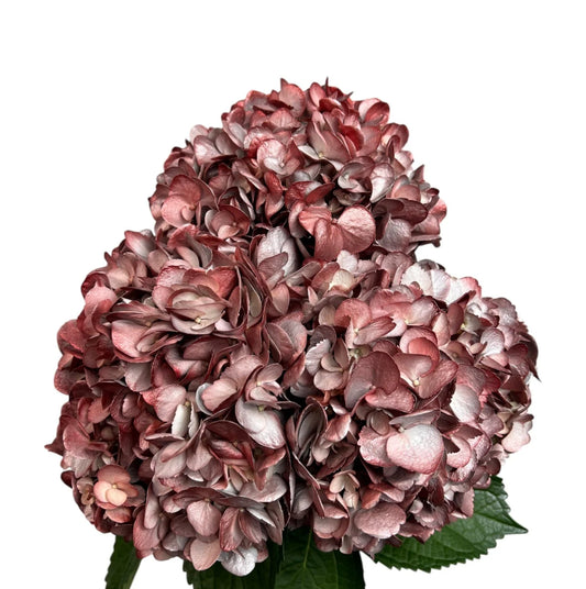 Red Crimson Frost Hydrangea