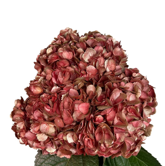 Red Crimson Royale Hydrangea