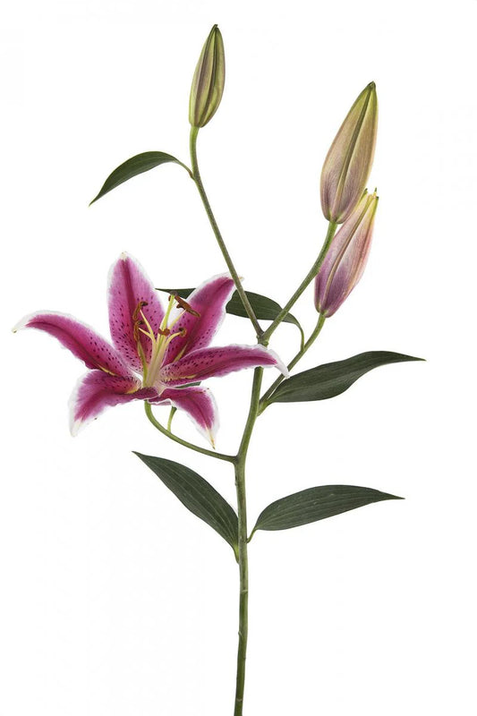Hot Pink Curie Oriental Lilies