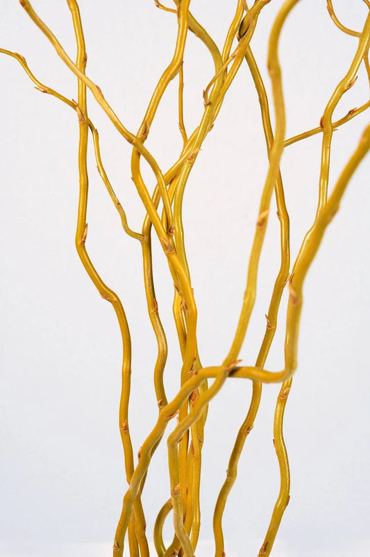 Curly Willow