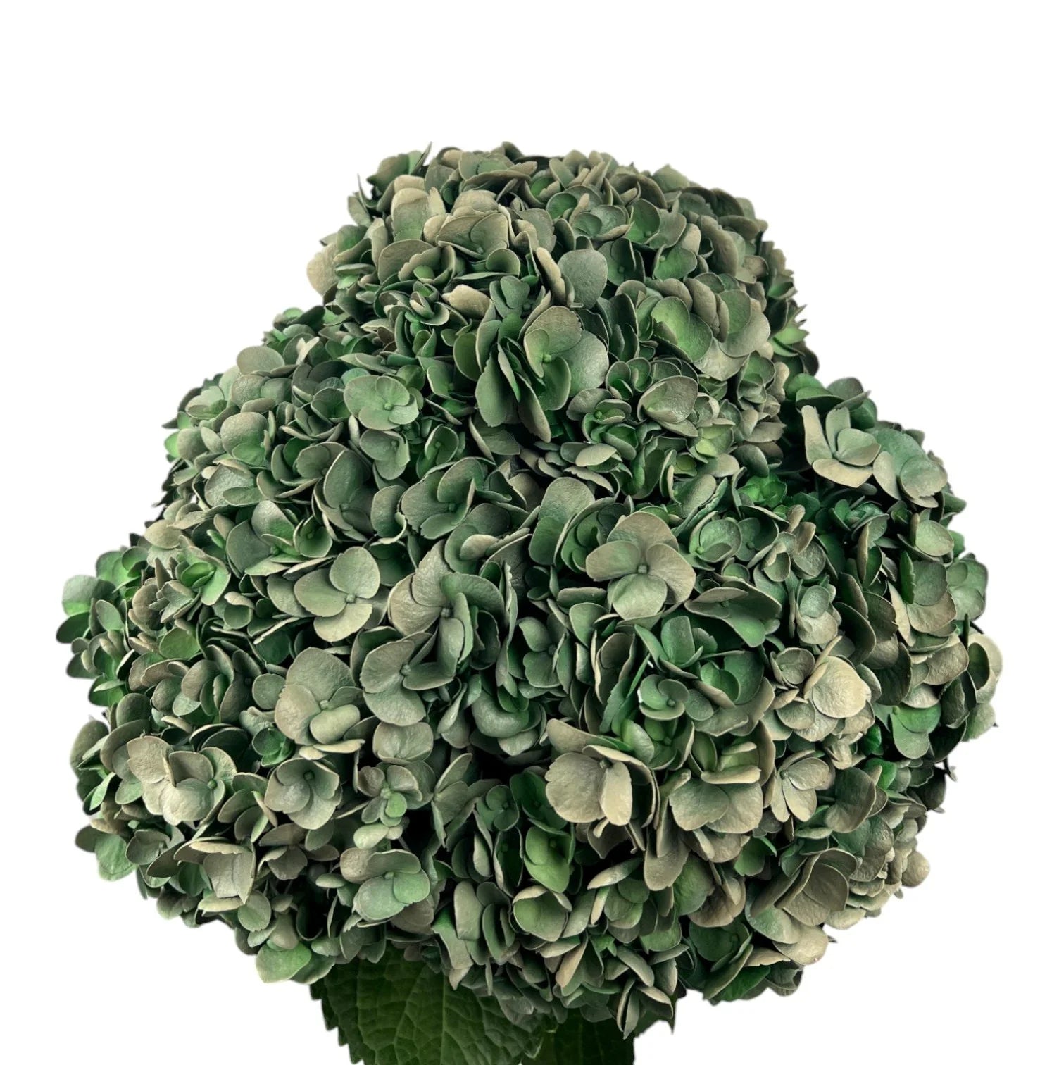 Green Dark Olive Hydrangea