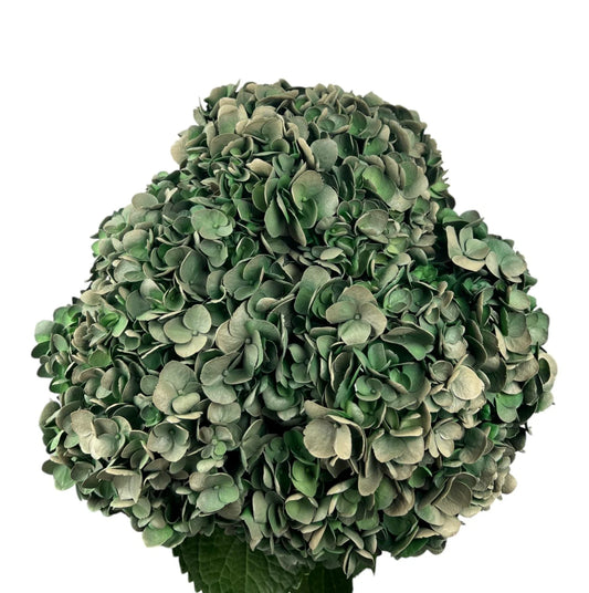 Green Dark Olive Hydrangea
