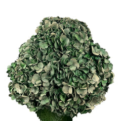Green Dark Olive Hydrangea
