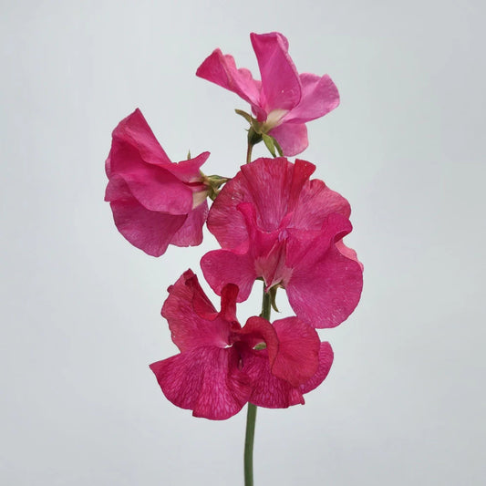 Dark Pink Sweet Pea