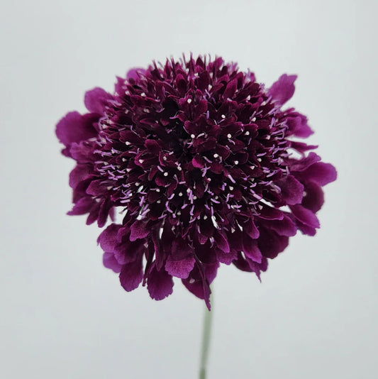 Dark Purple Scabiosas