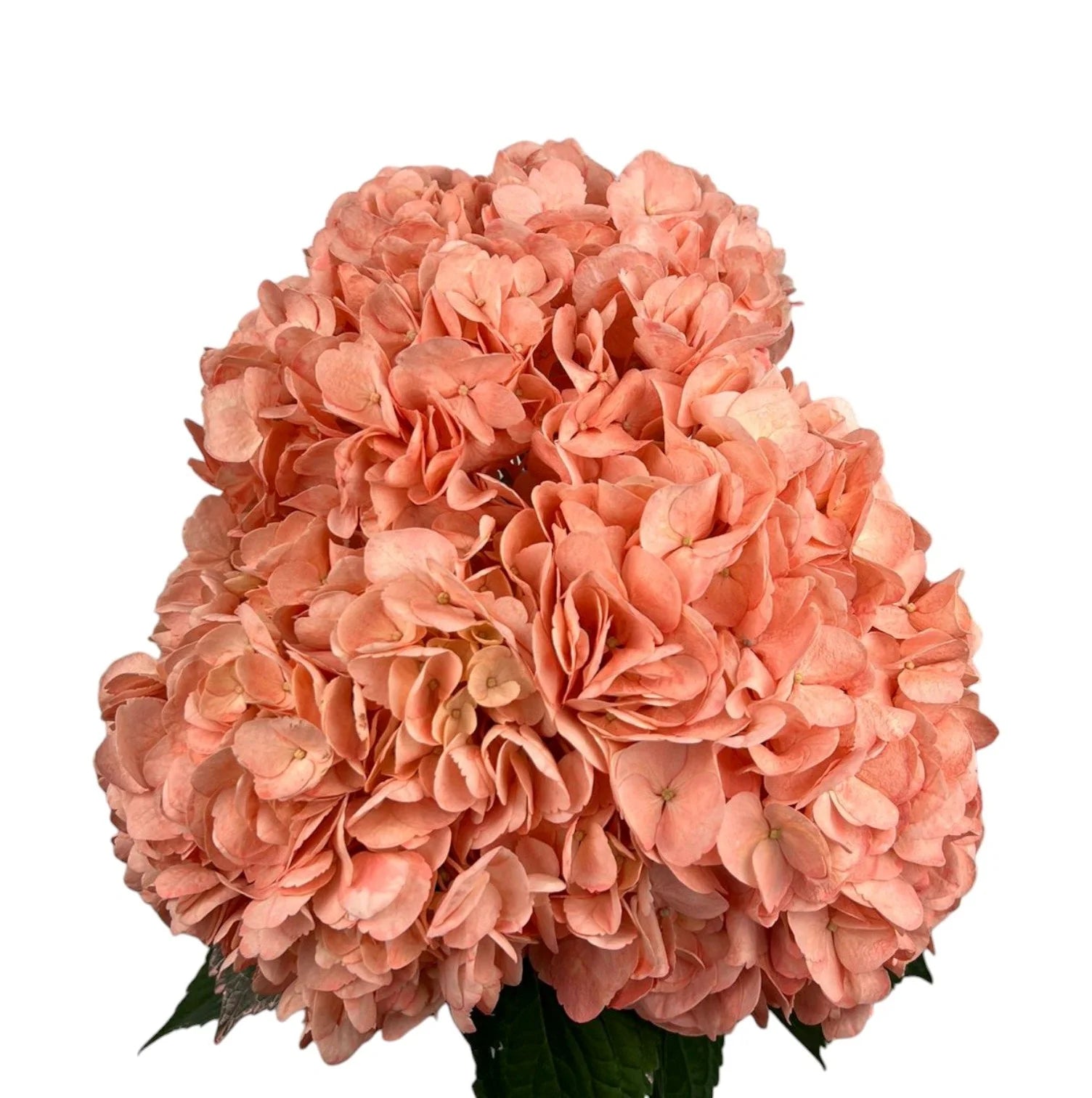 Orange Dark Salmon Hydrangea