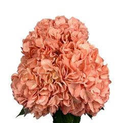 Orange Dark Salmon Hydrangea