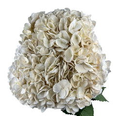 Dark Vanilla Hydrangea