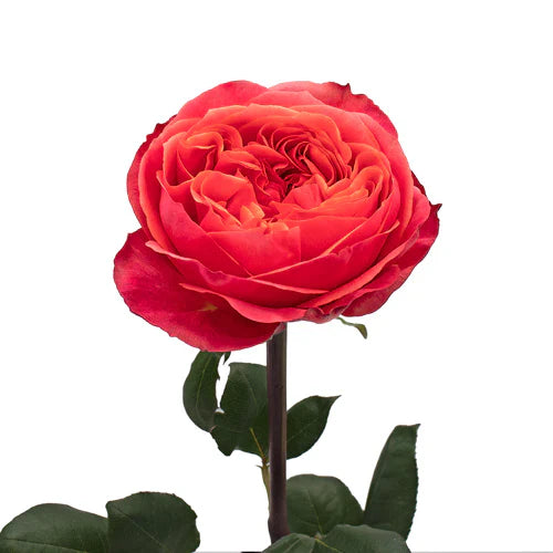 Red Dark Expression Garden Rose