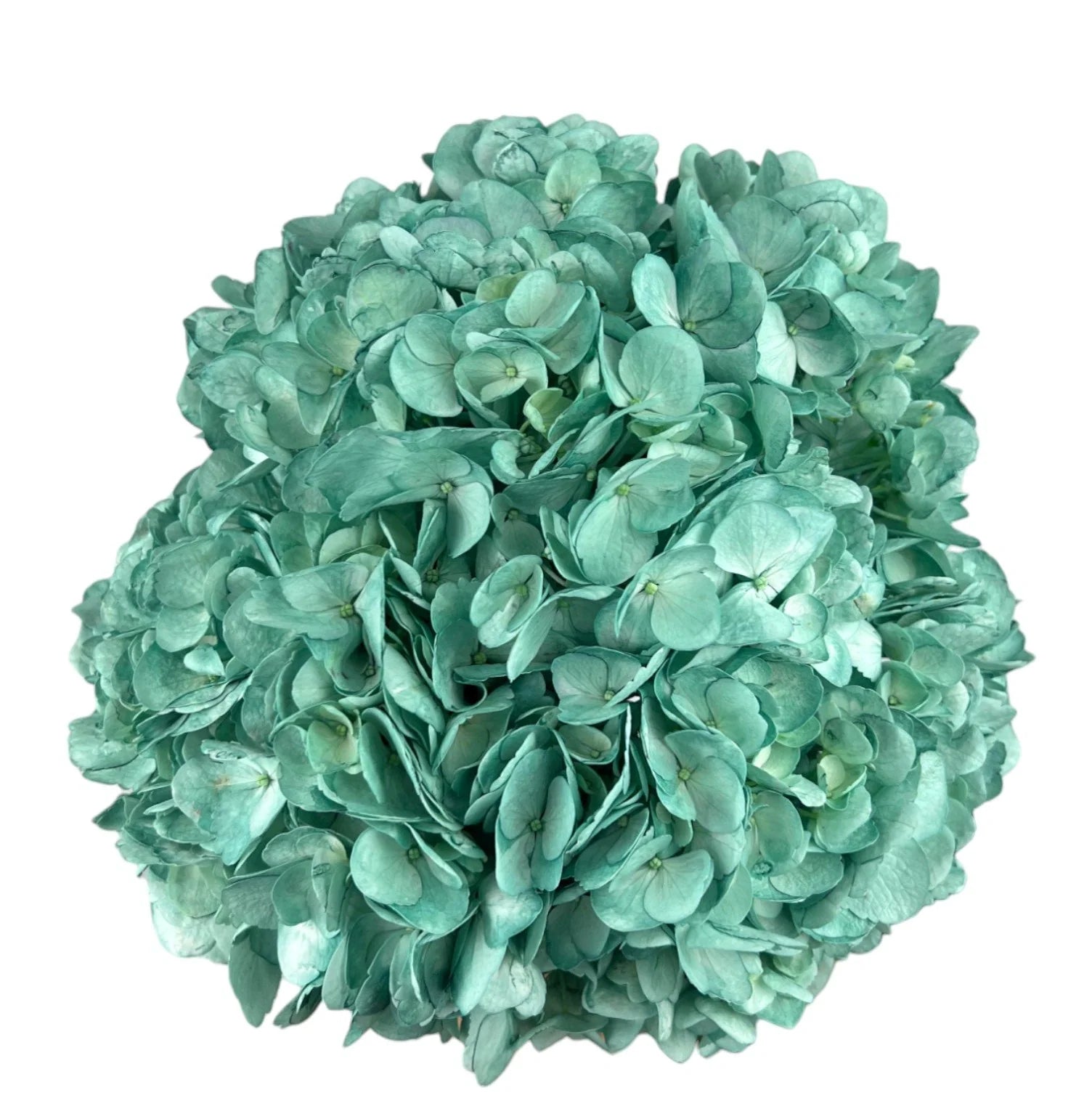 Deep Evergreen Hydrangea
