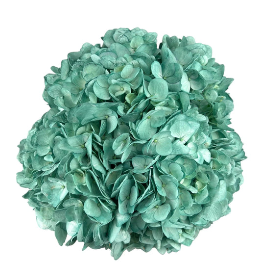 Deep Evergreen Hydrangea