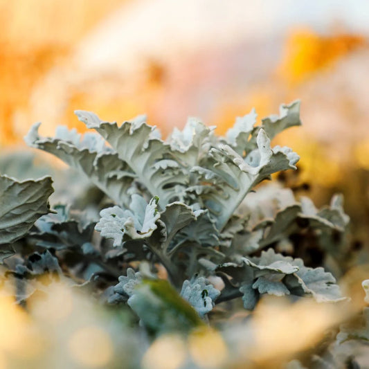 Dusty Miller