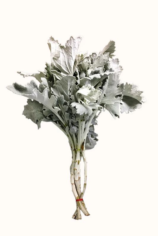 Grey Dusty Miller Foliage & Greens