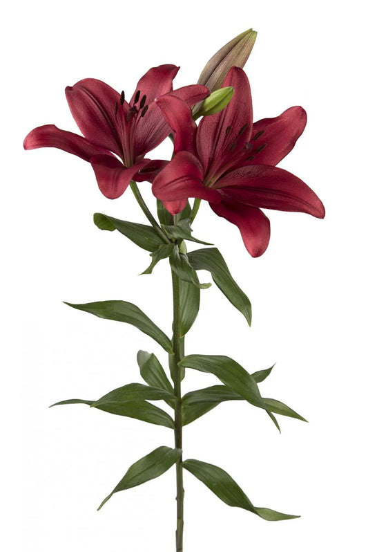 Red Dynamix Asiatic Lilies