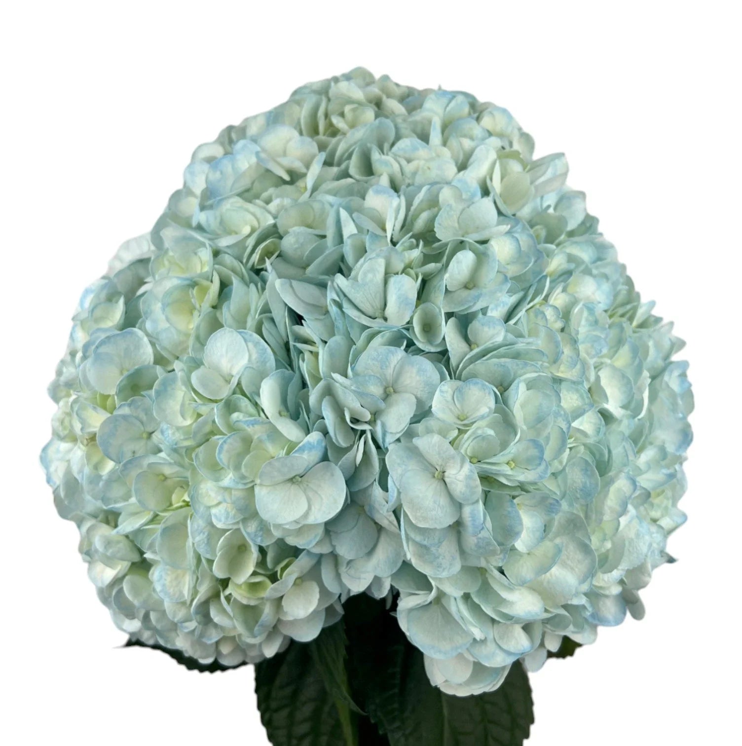 Easter Blue Hydrangea