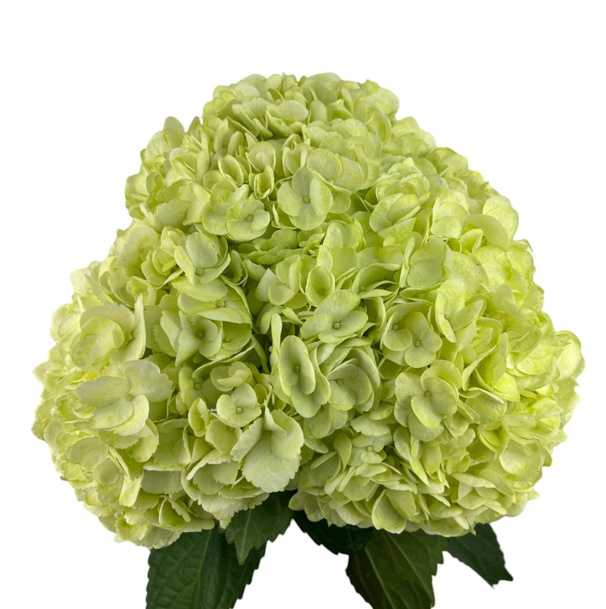 Easter Green Hydrangea