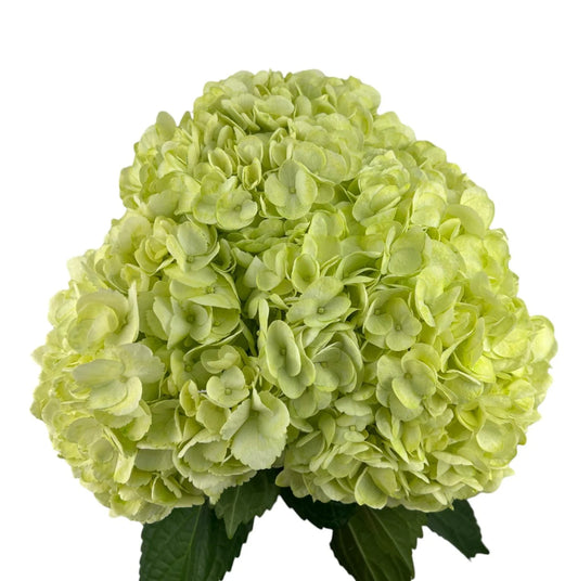 Easter Green Hydrangea