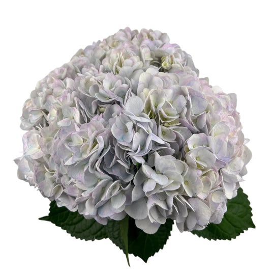 Easter Lavender Hydrangea