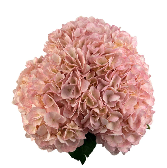 Easter Pink Hydrangea