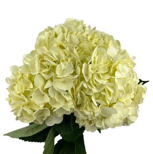 Easter Yellow Hydrangea