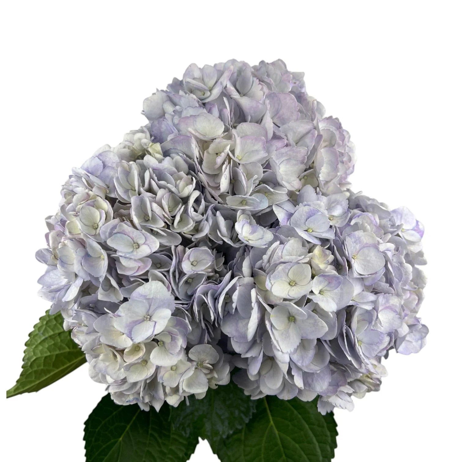Lavender Elegant Lilac Hydrangea
