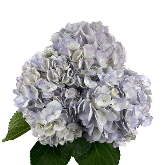 Lavender Elegant Lilac Hydrangea