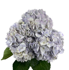 Lavender Elegant Lilac Hydrangea