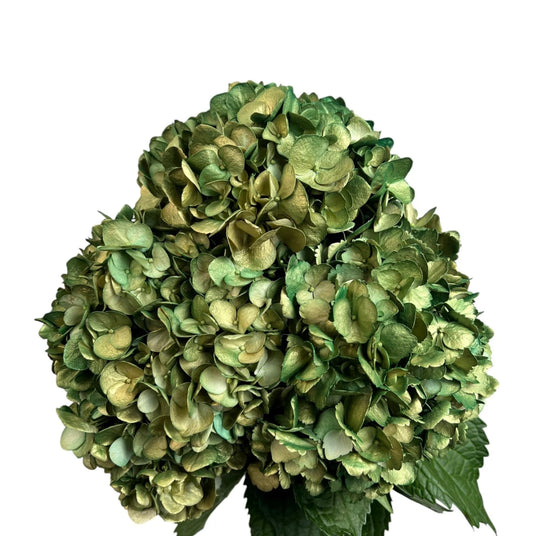 Green Emerald Glow Hydrangea