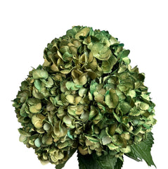 Green Emerald Glow Hydrangea