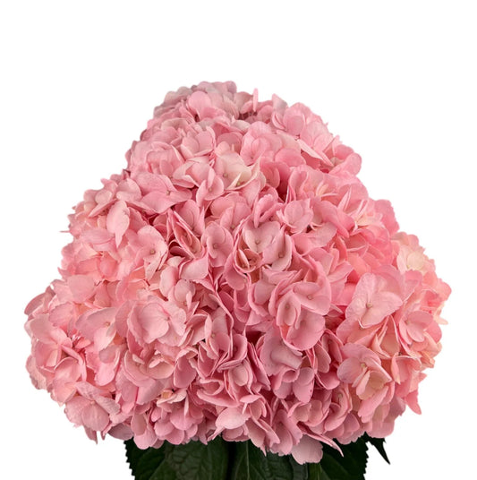 Emilia Pink Hydrangea