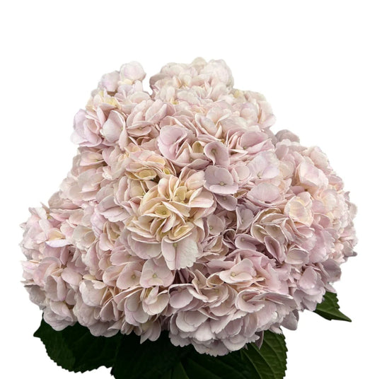 English Rose Pink Hydrangea