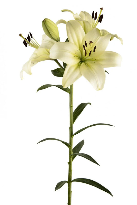 White Ercolano Asiatic Lilies