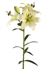 White Ercolano Asiatic Lilies