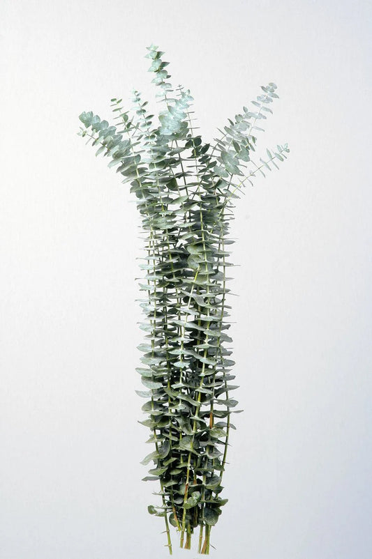 Green Baby Blue Eucalyptus Eucalyptus