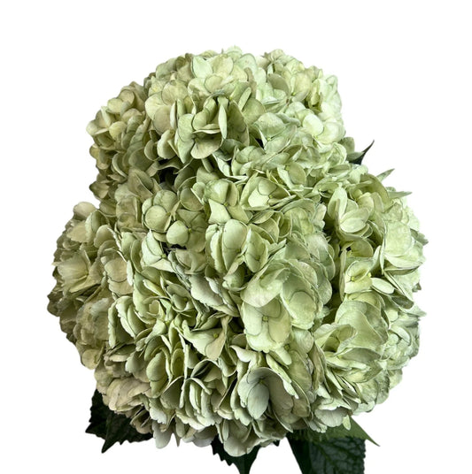 Green Eucalyptus Hydrangea