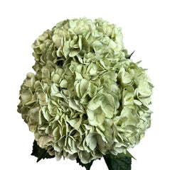 Green Eucalyptus Hydrangea