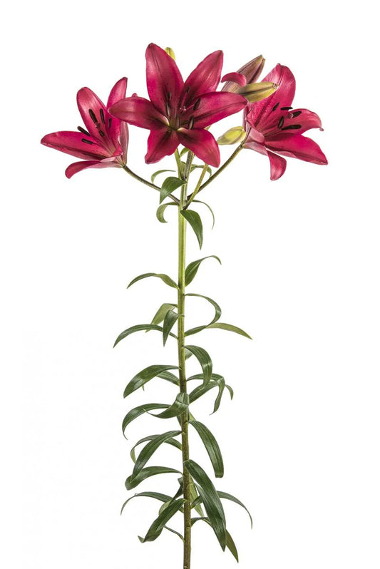 Hot Pink Fangio Asiatic Lilies