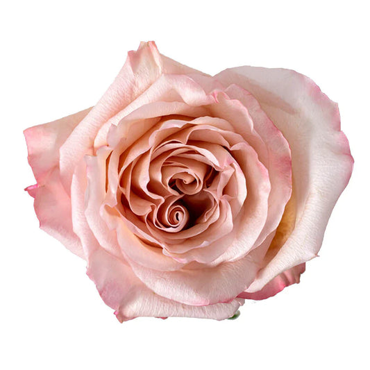 Light Pink Fascination Roses