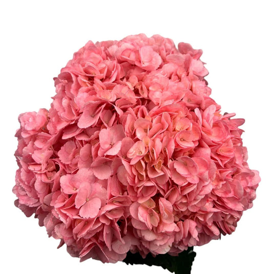 Pink French Rose Hydrangea