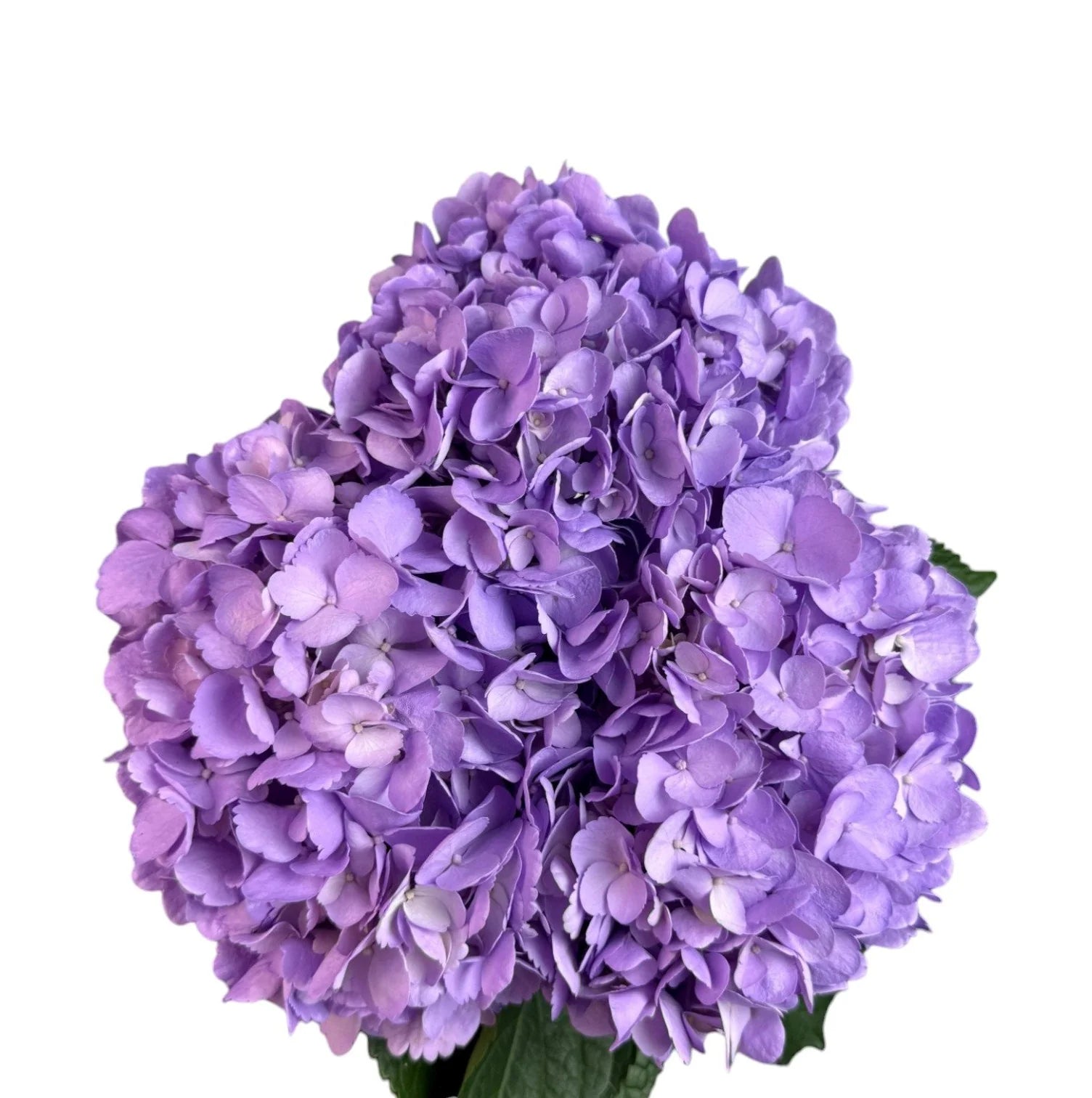 Fresh Lavender Hydrangea