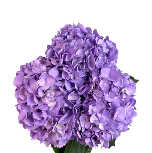 Fresh Lavender Hydrangea