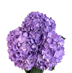 Fresh Lavender Hydrangea