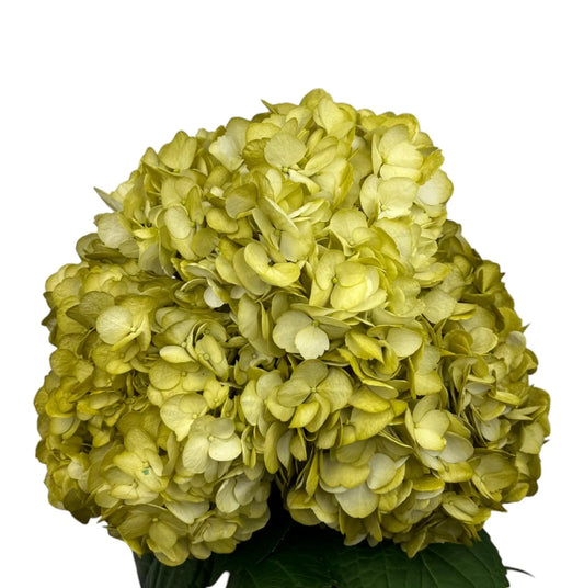 Lavender Fresh Olive Hydrangea