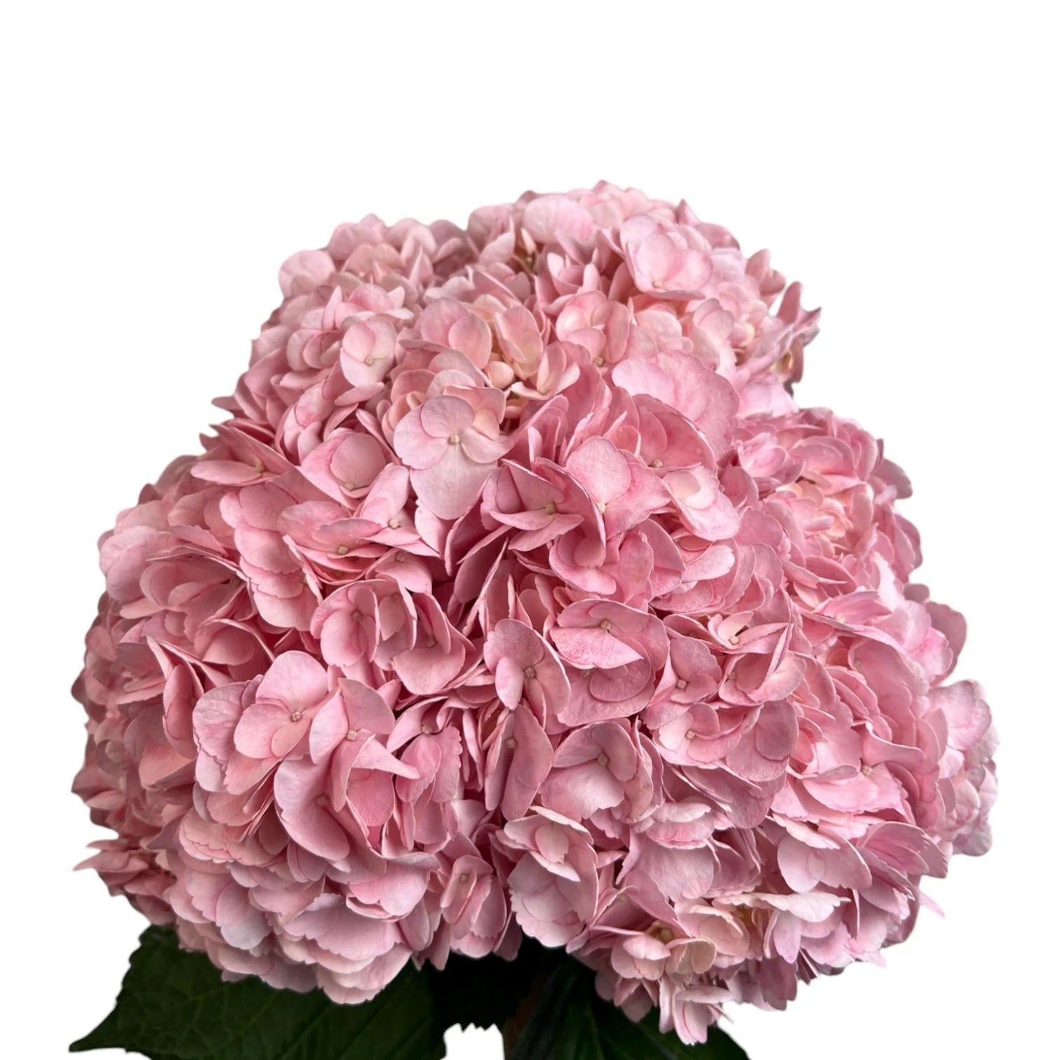 Fresh Pink Hydrangea