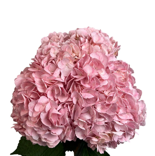 Fresh Pink Hydrangea