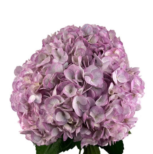Fresh Purple Hydrangea