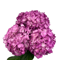 Purple Fresh Violet Hydrangea