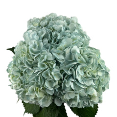 Frost Green Hydrangea
