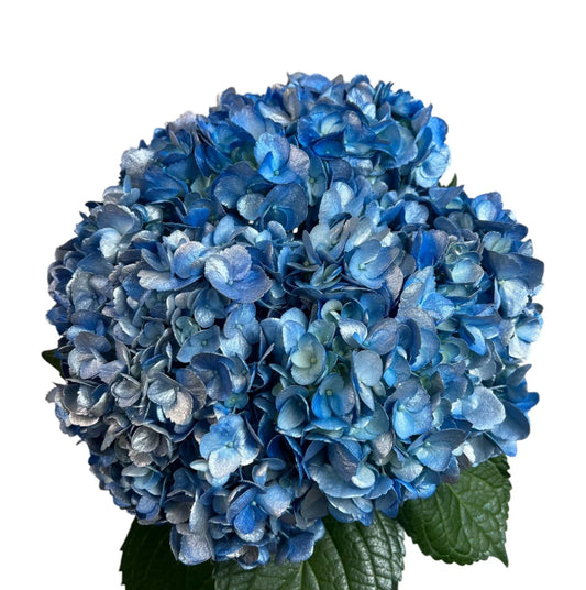 Green Frost Night Hydrangea