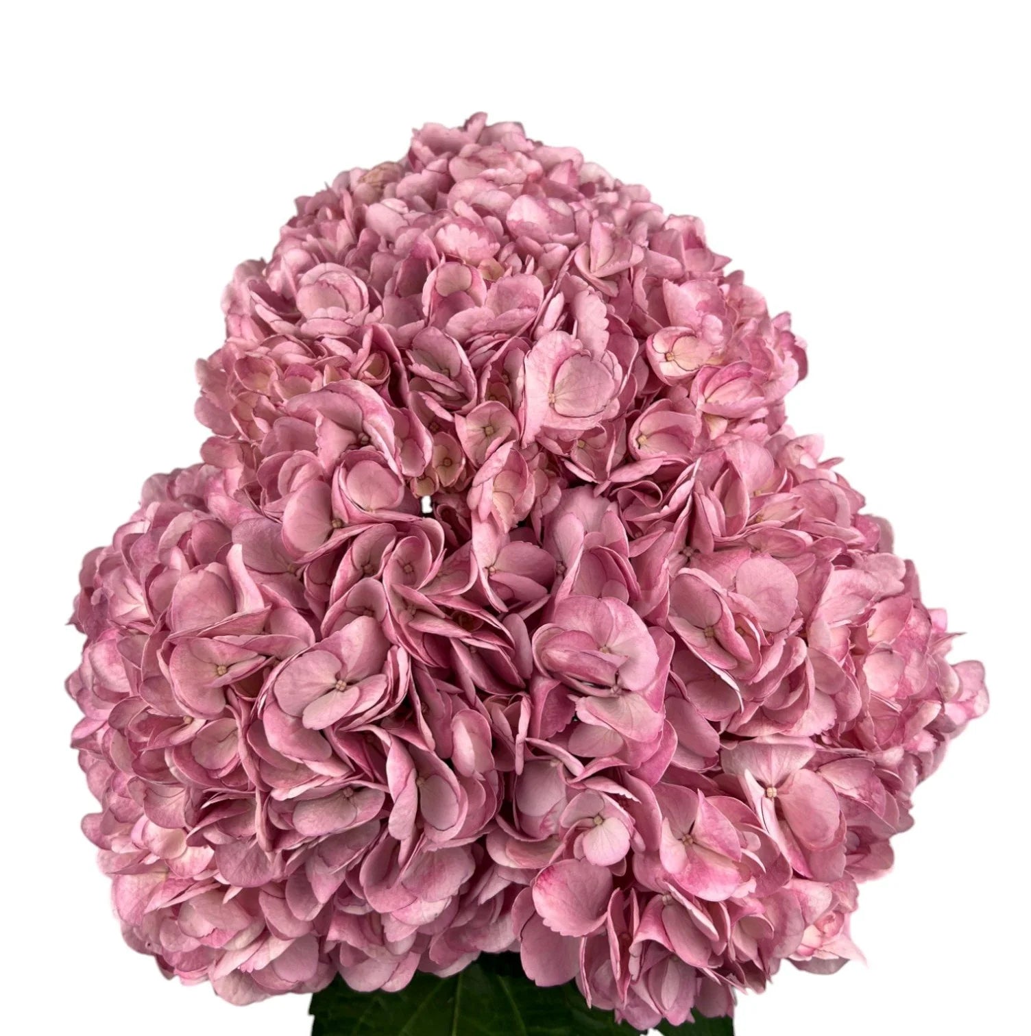 Pink Frosted Rose Hydrangea